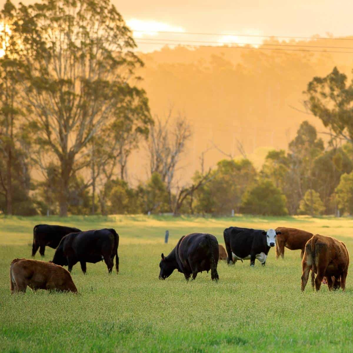 25 Top Organic and Grass Fed Beef Online Delivery Services